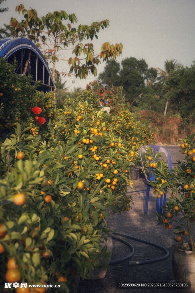 花园中的多彩花卉景观