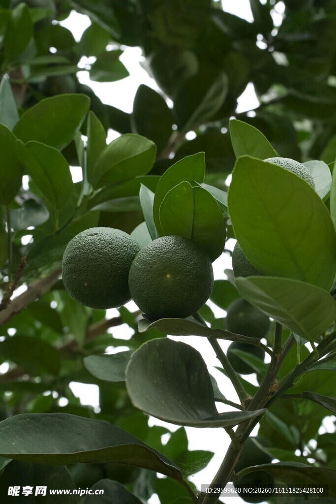 枝头青果