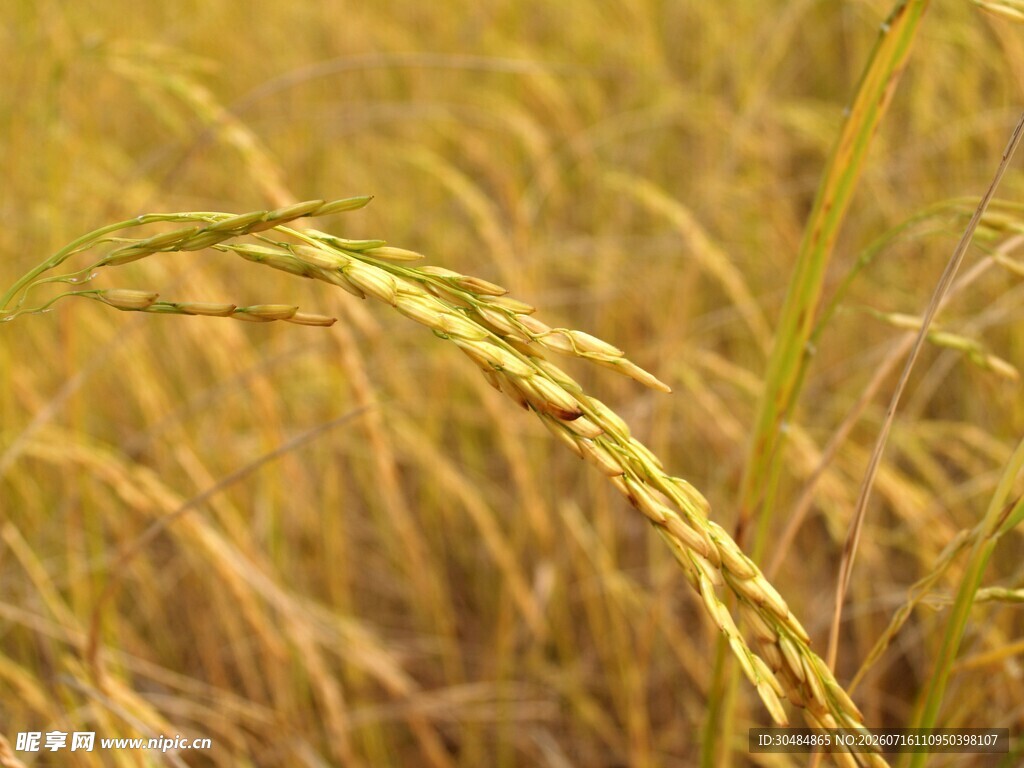 金黄稻穗