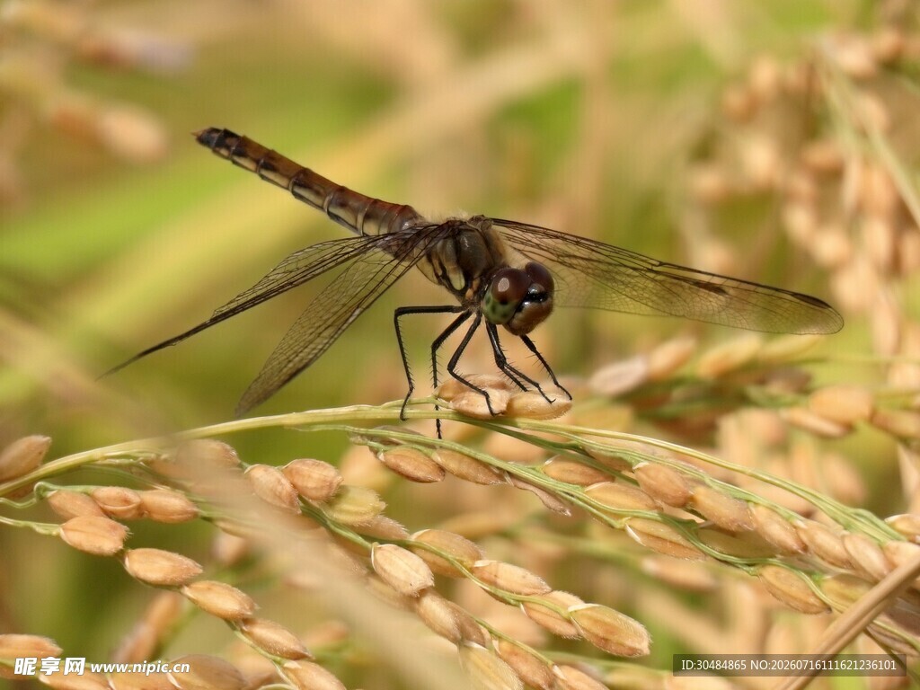 蜻蜓立于稻穗上