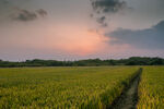 夕阳下的金黄稻田美景