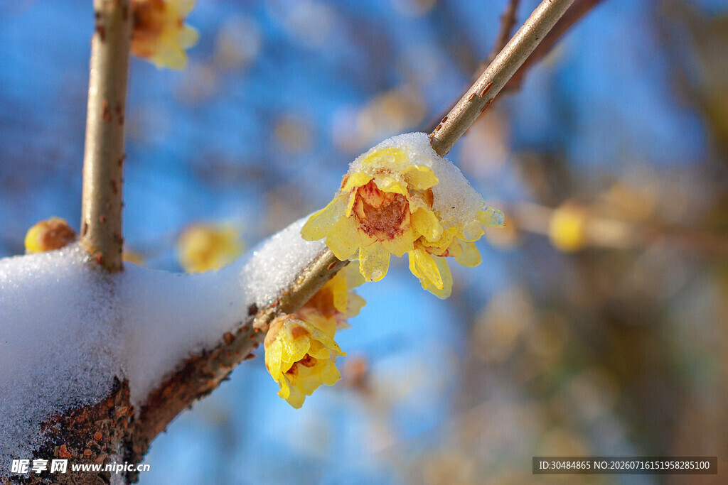 雪中绽放的黄色腊梅
