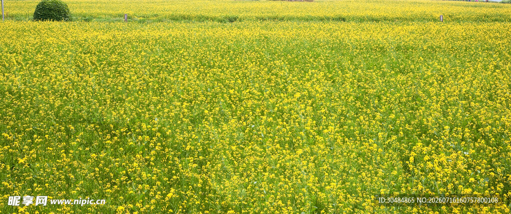 金黄油菜花田美景