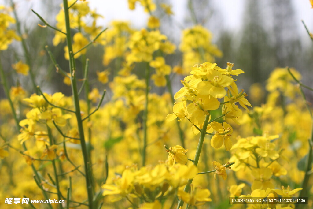 金黄灿烂的油菜花田
