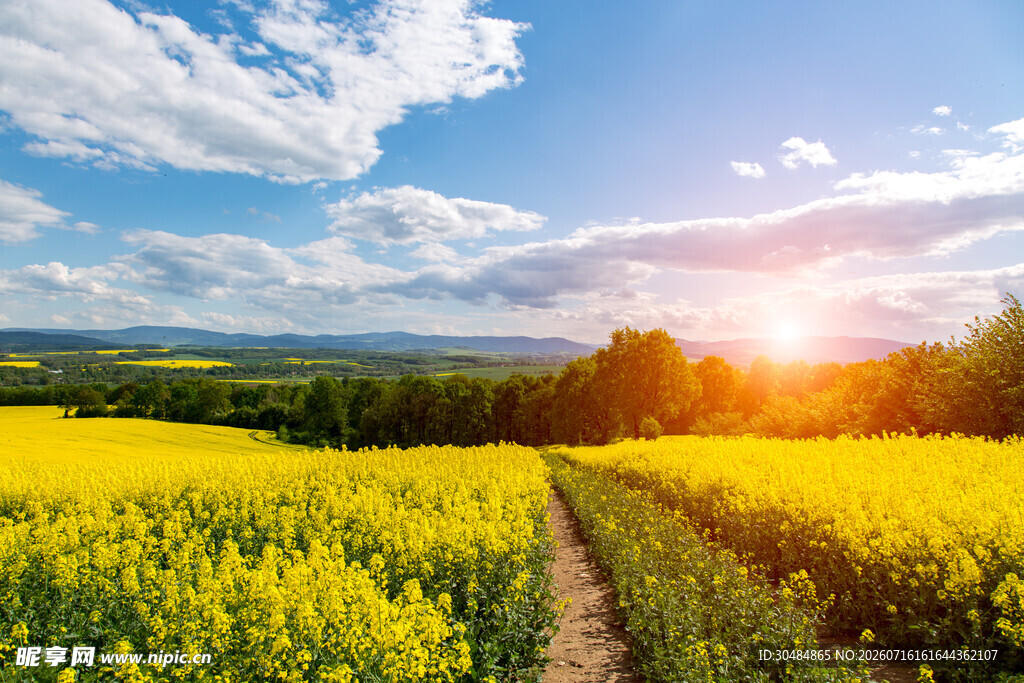 金色油菜花田