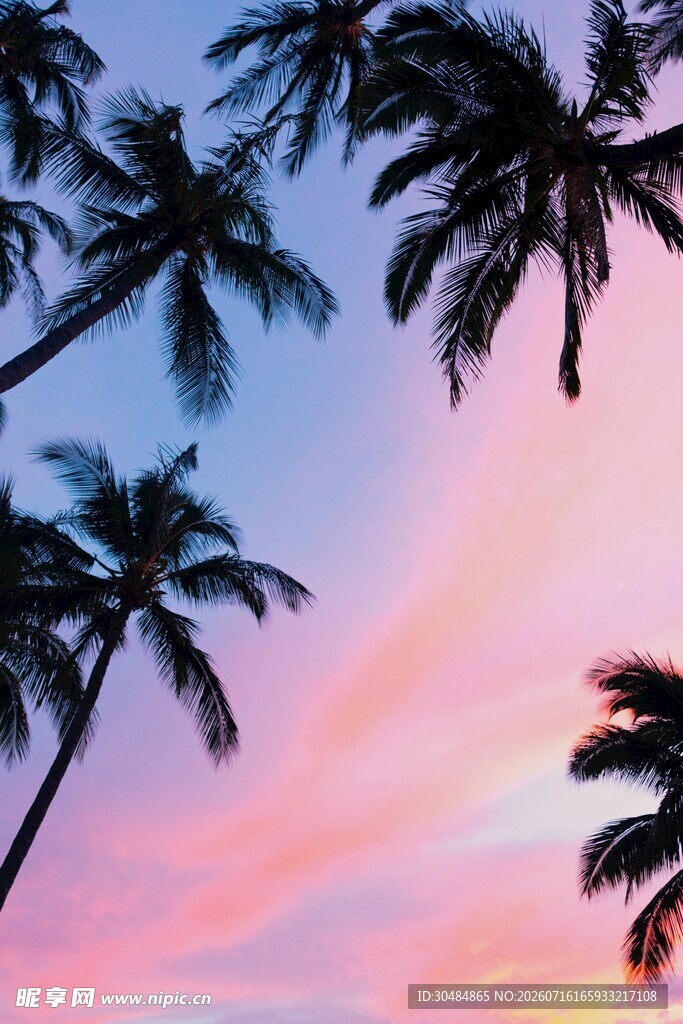 夕阳下的椰树剪影美景