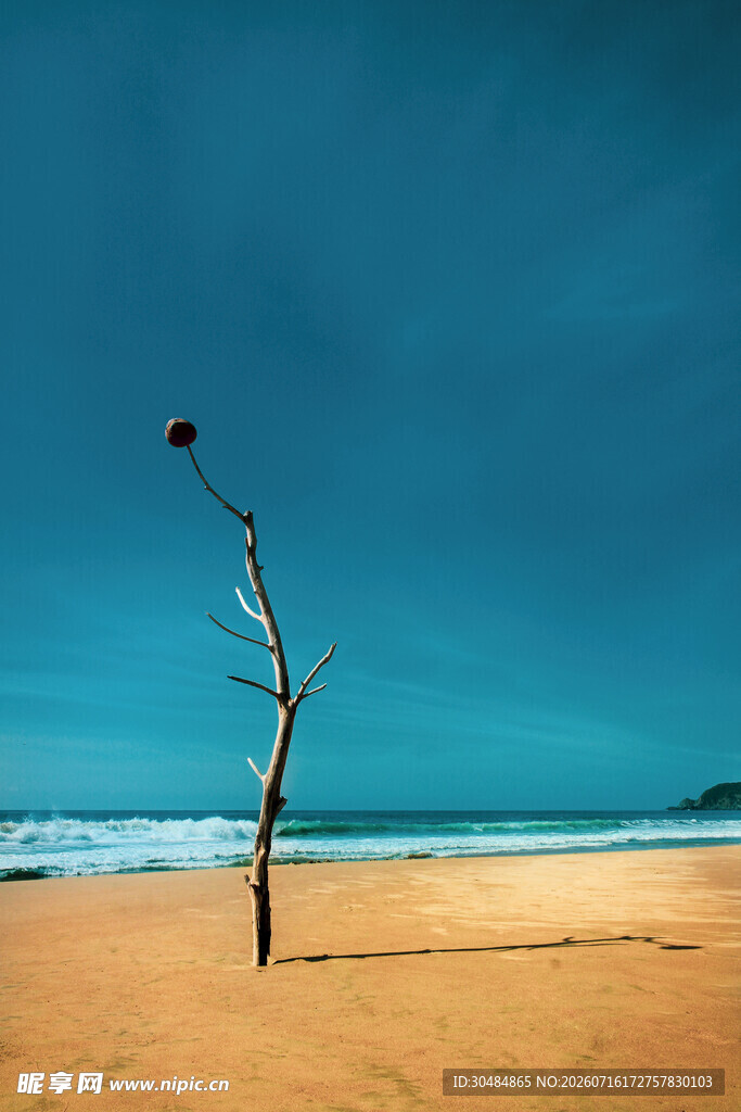 海滩孤枝