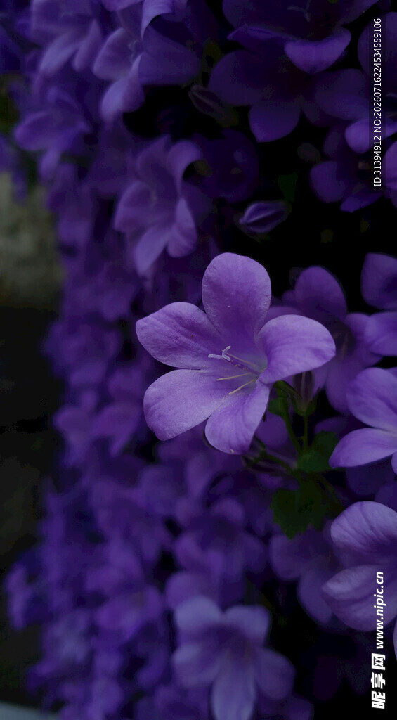 紫色小花特写