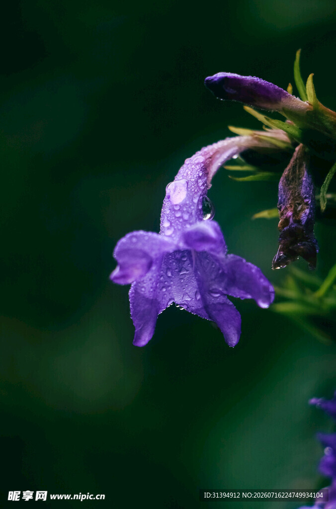 紫色小花特写