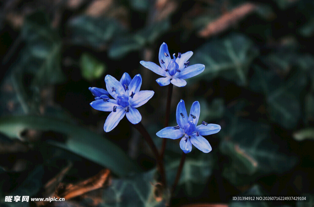 蓝色小花绽放于绿叶间