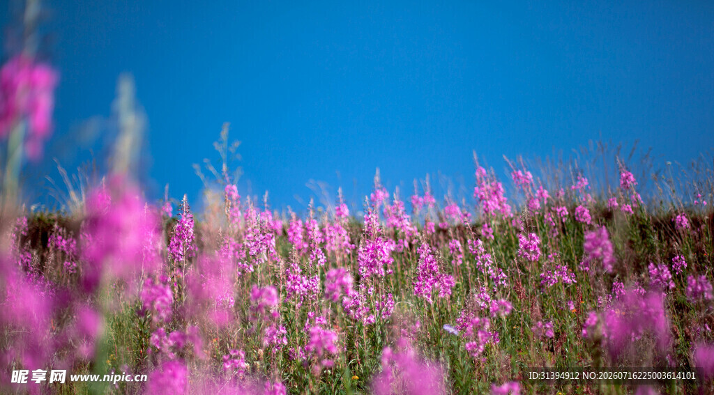 浪漫粉紫花海蓝天背景