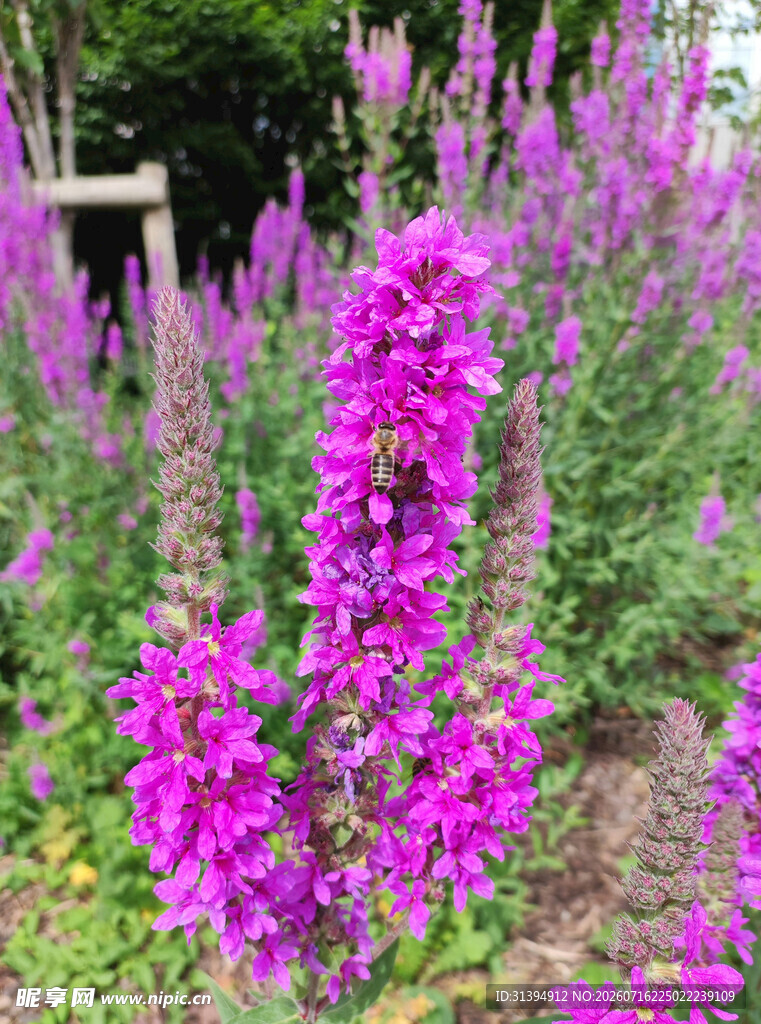 艳丽紫花绽放花园