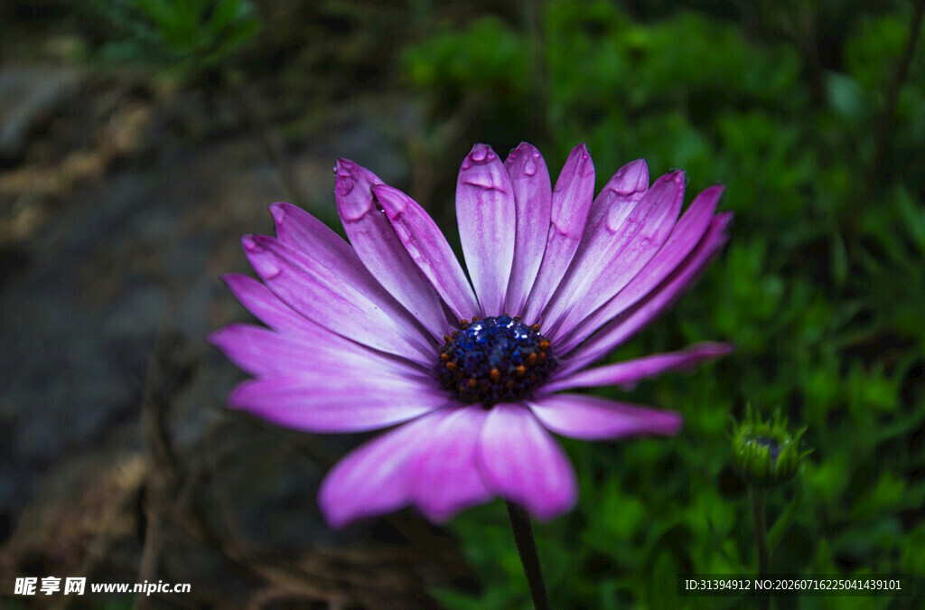 紫色雏菊花特写