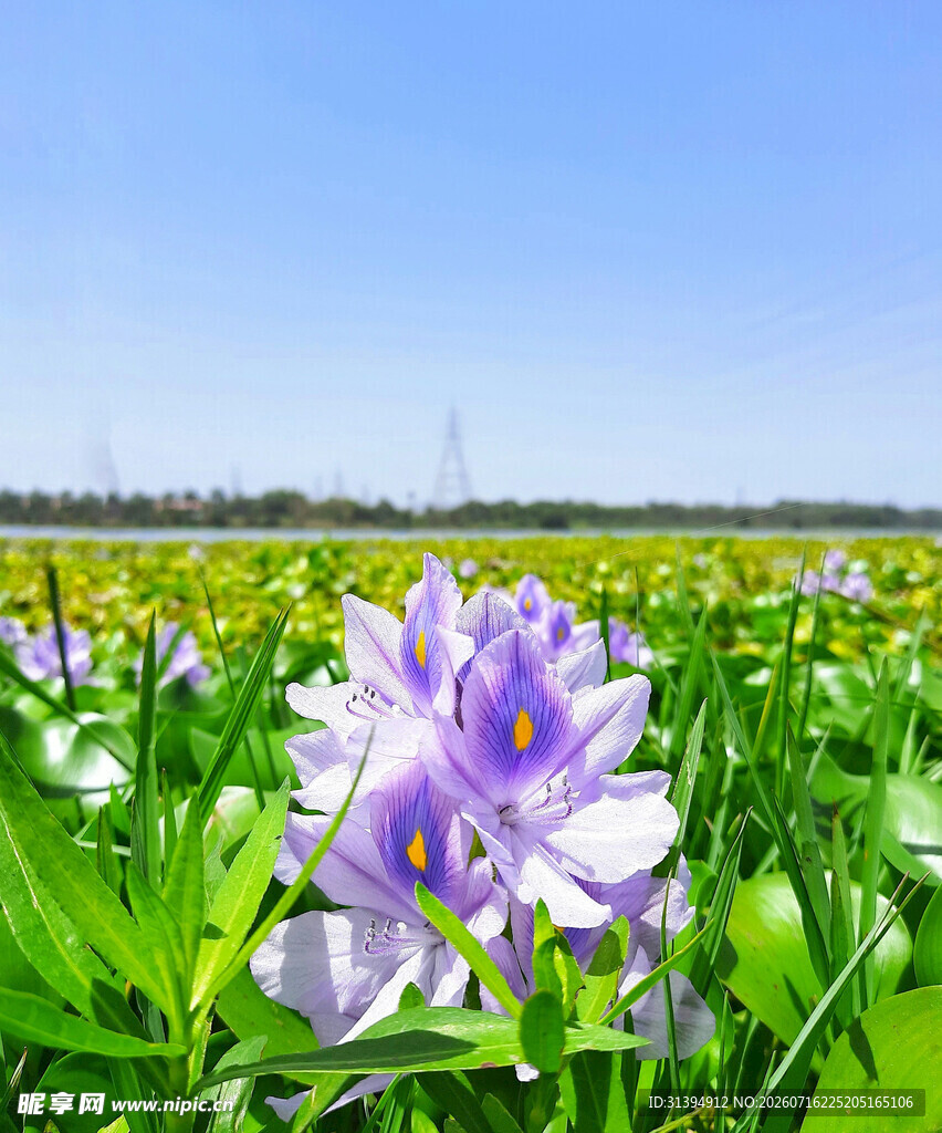 水葫芦花绽放于绿野