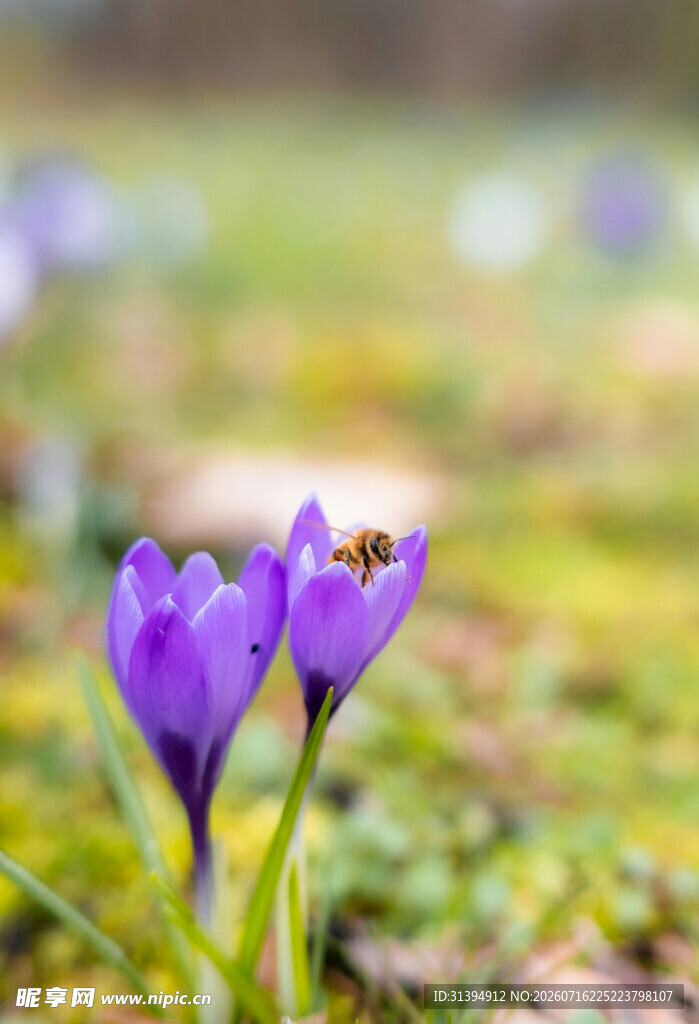 紫番红花旁的蜜蜂