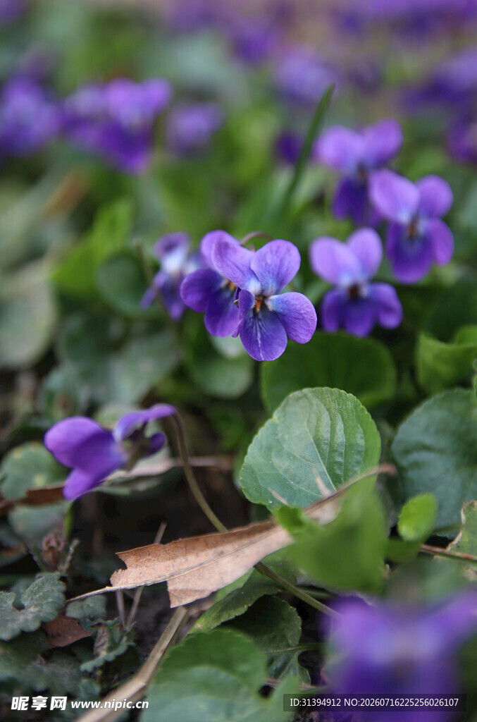 紫色小花绽放于绿叶间