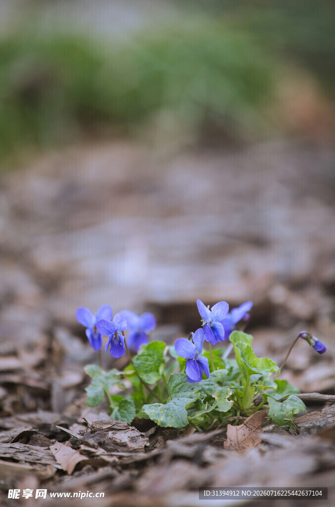 地面绽放的蓝色小花