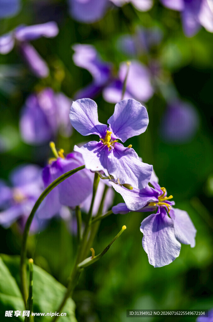 紫色烂漫花朵特写