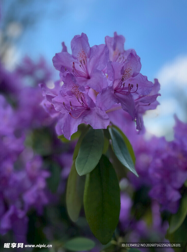 绽放的紫色杜鹃花
