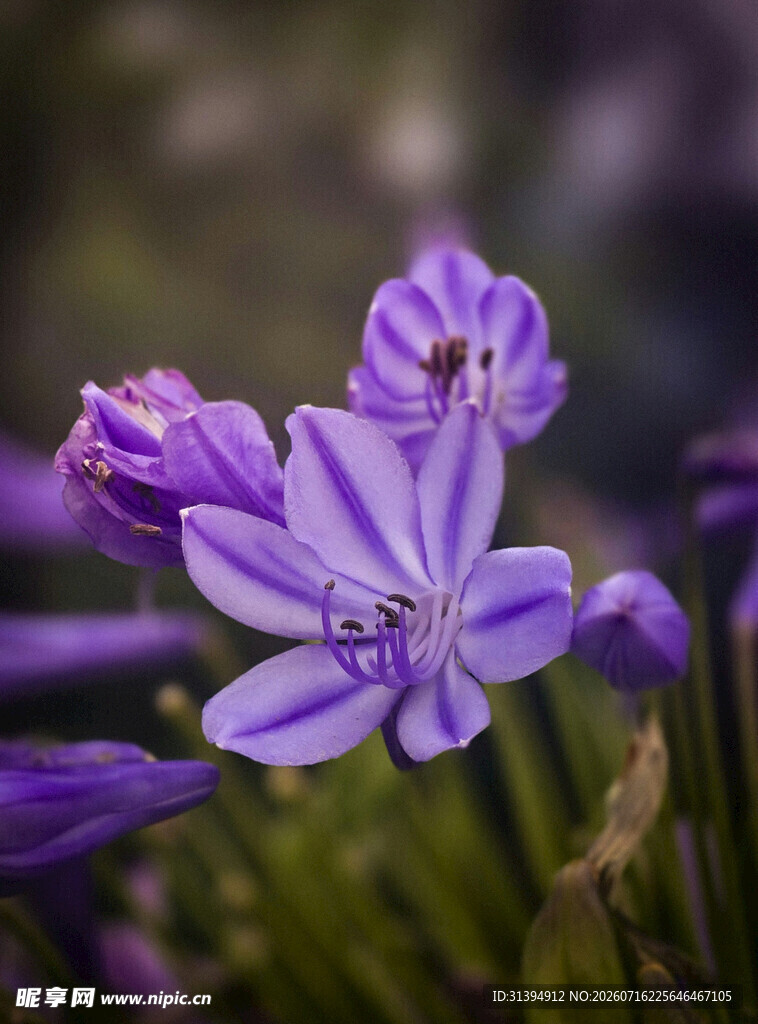 紫色绽放的美丽小花
