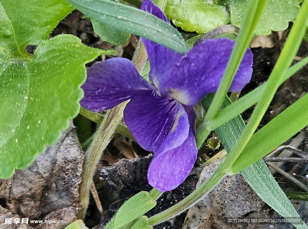 紫色堇菜花特写