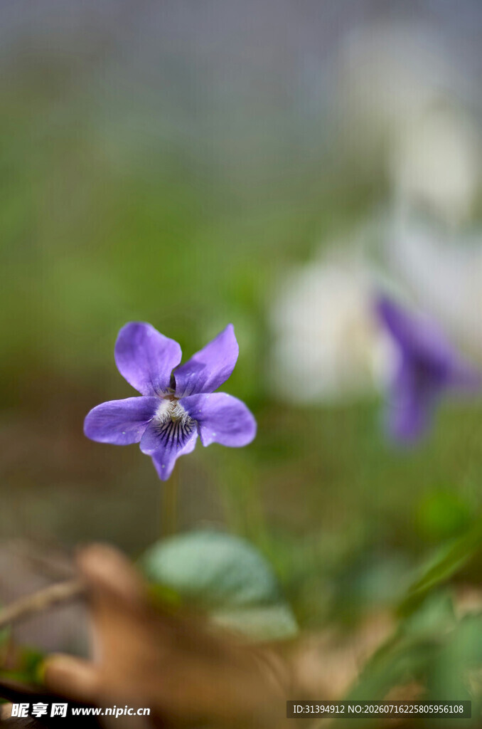 紫色小花绽放于草丛间