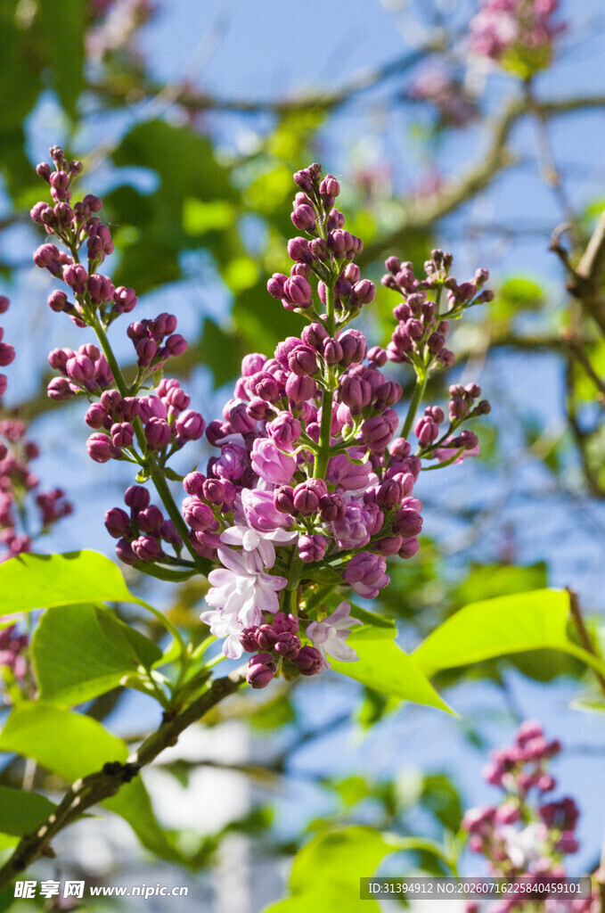 紫花绽放枝头