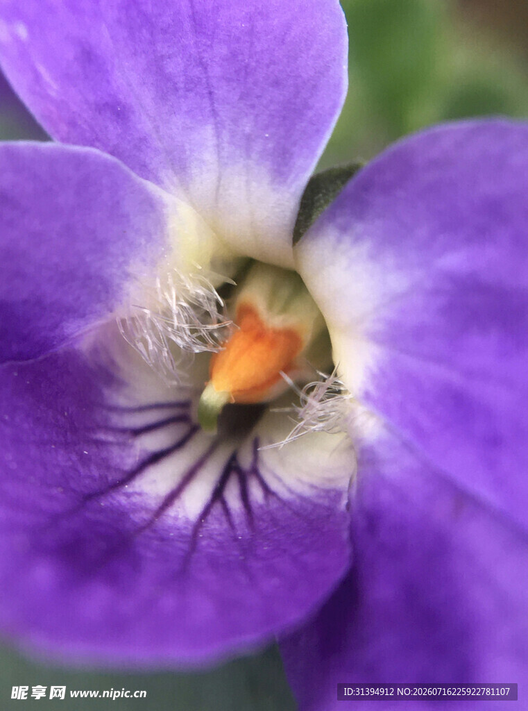 紫色三色堇花朵特写