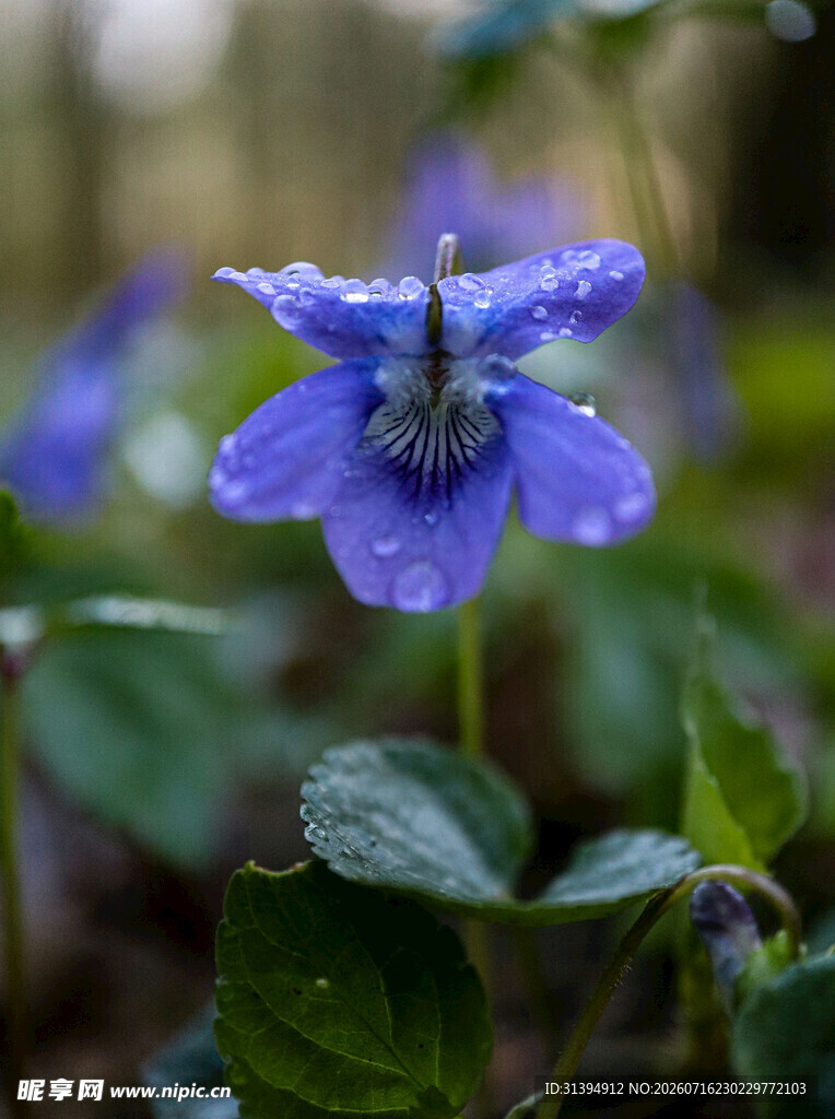 带露蓝紫色小花