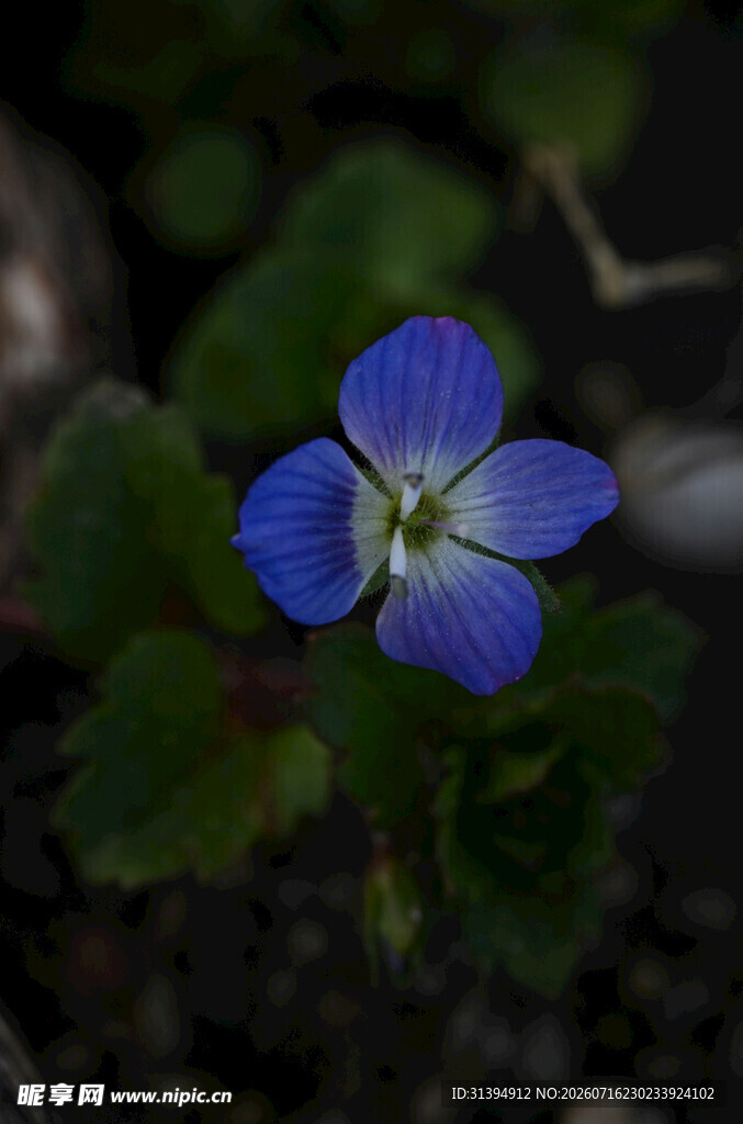 蓝色小花特写