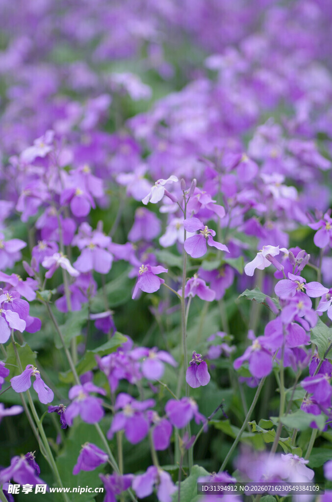 紫色小花绽放的美丽花田