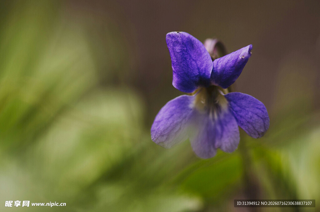 紫色堇菜花特写