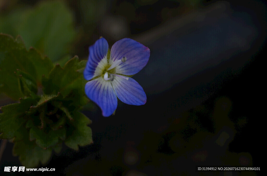 蓝色小花特写