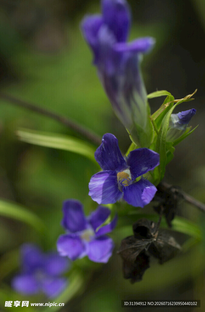 紫色小花特写