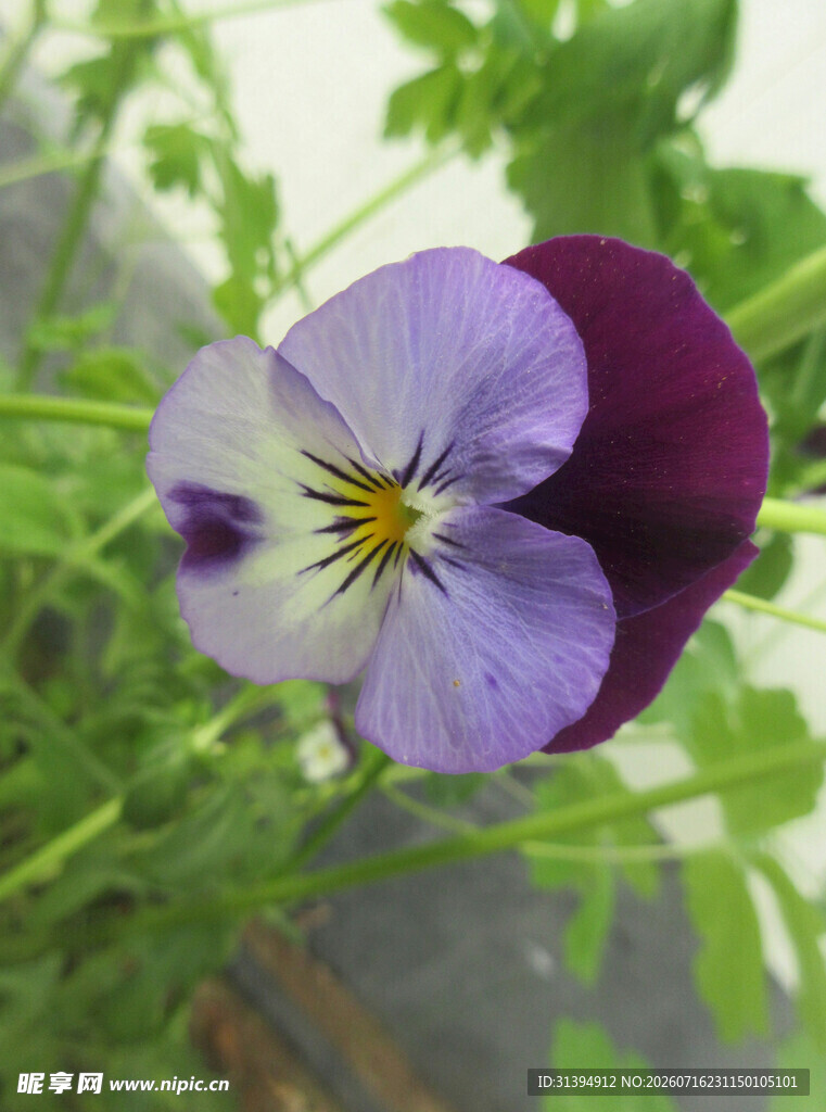 三色堇花朵特写
