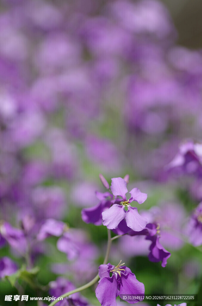 紫色小花绽放的美丽瞬间