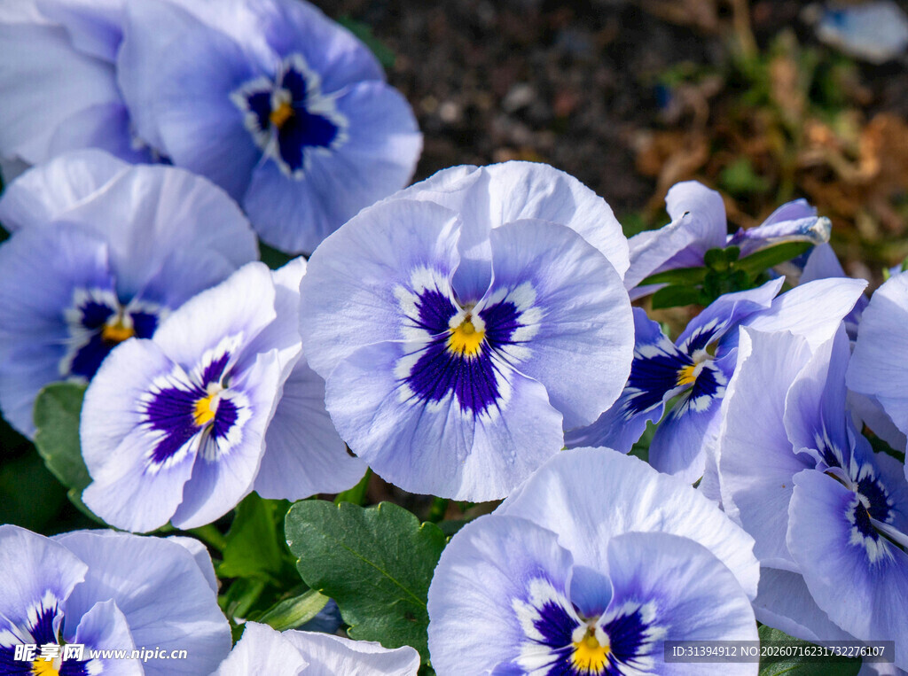 蓝紫色三色堇花朵特写