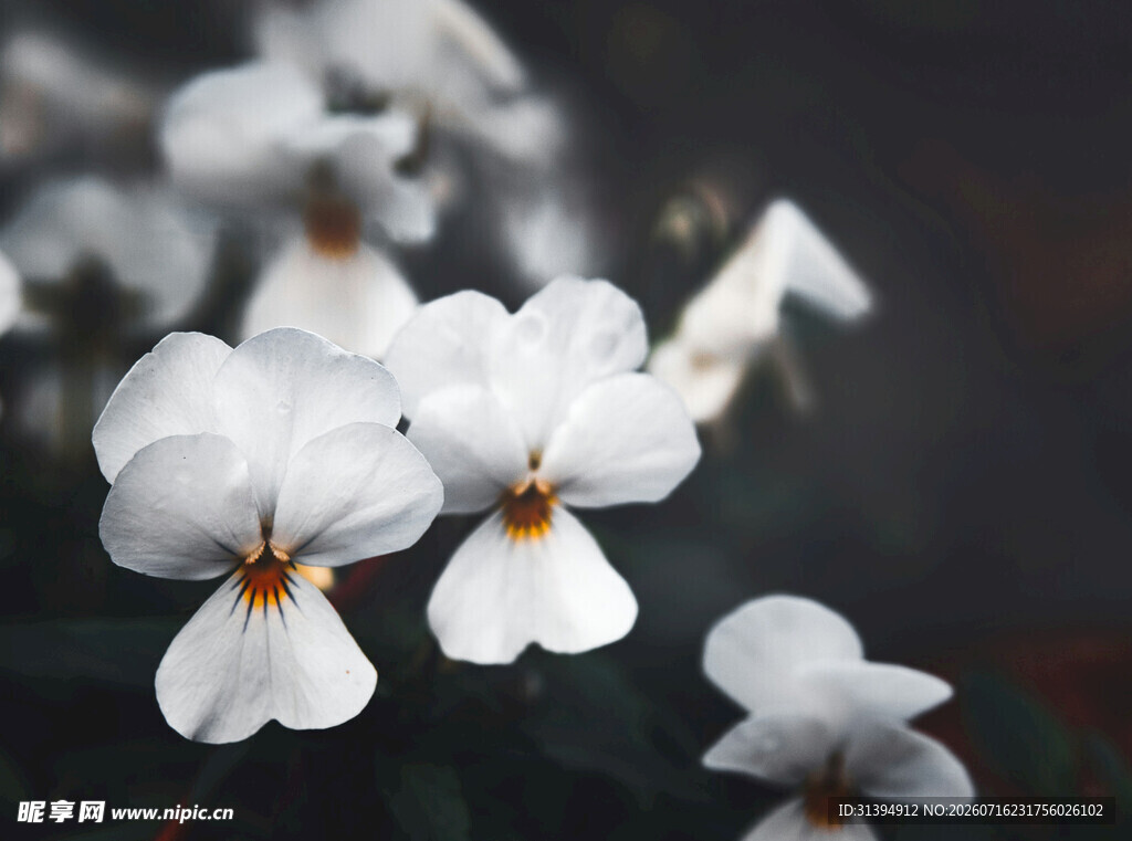 白色堇花特写