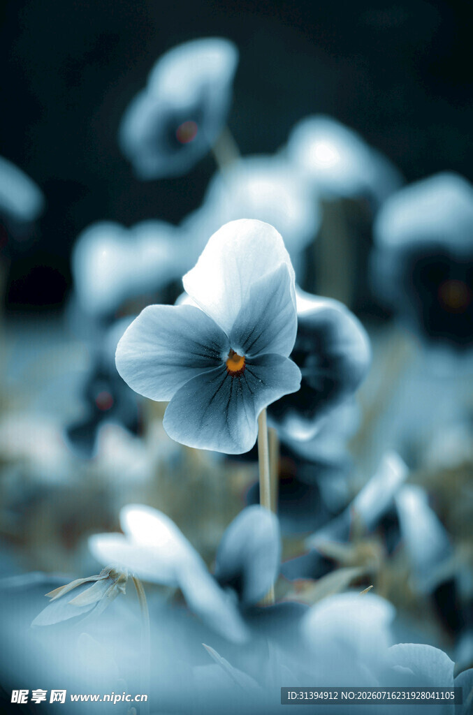 蓝紫色小花特写