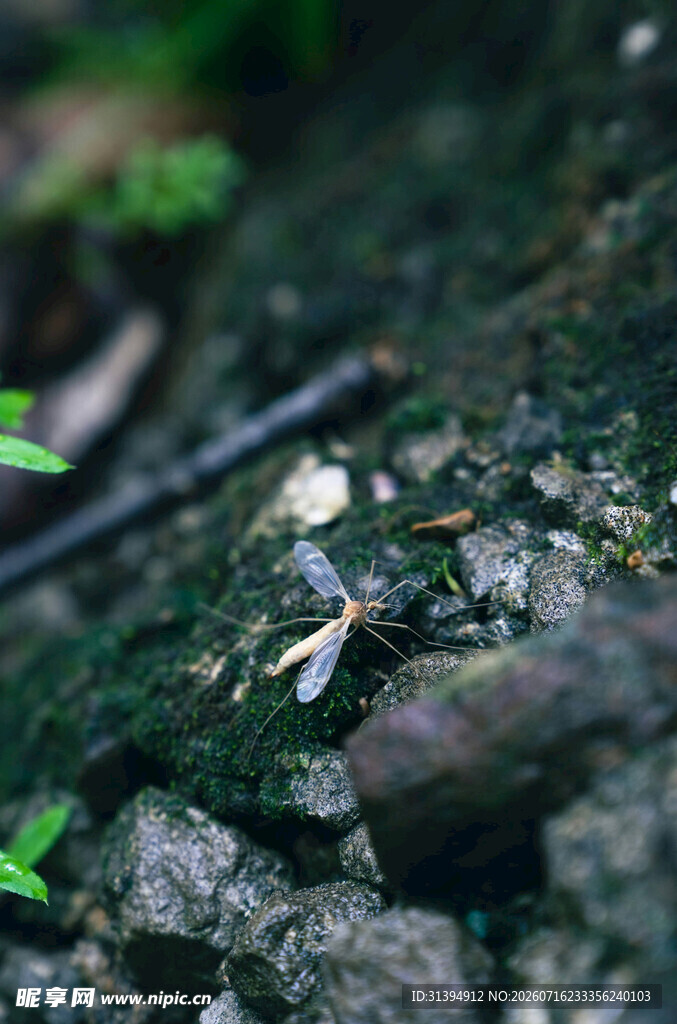 岩石上的昆虫特写