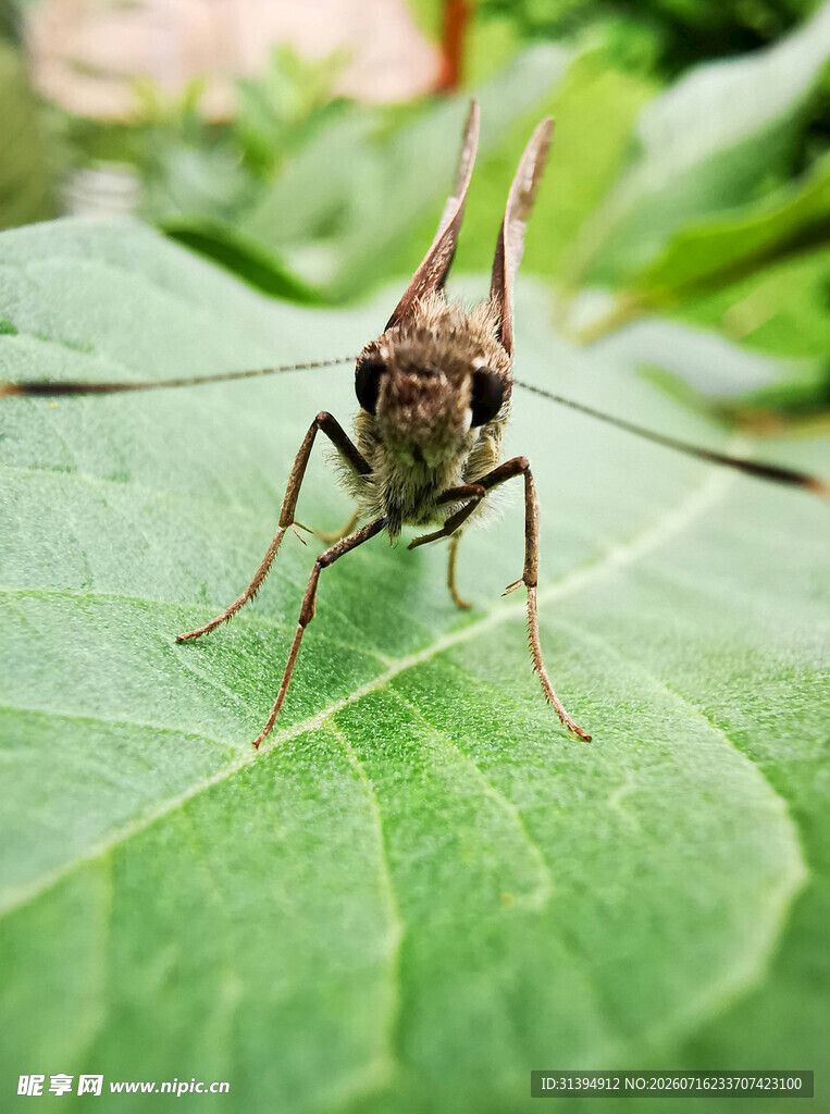 绿叶上的长触角昆虫