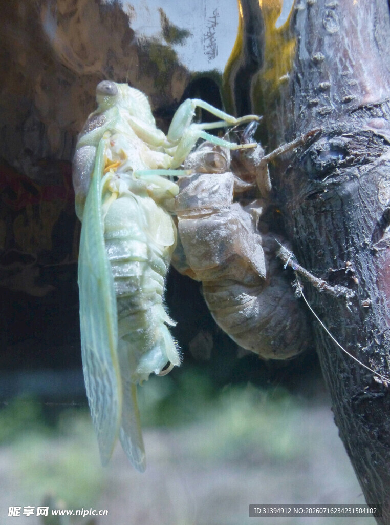 蝉的蜕变瞬间