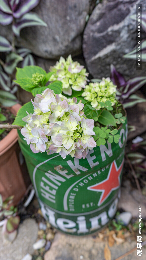 喜力罐变身绿植花盆