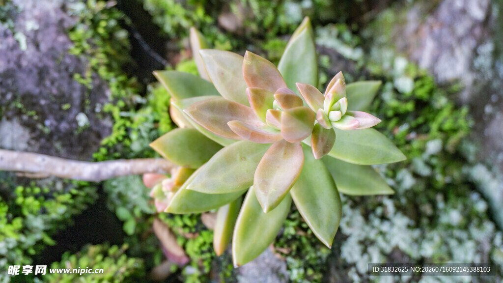 多肉植物特写