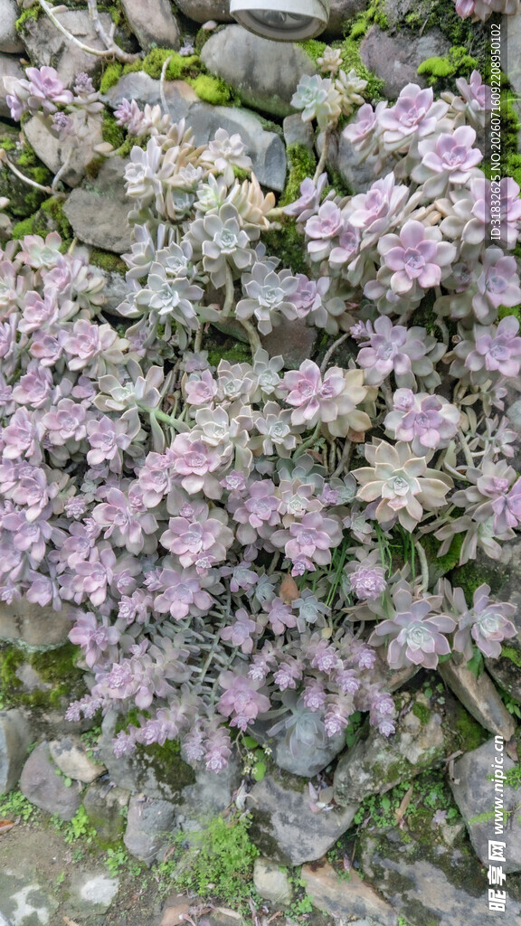 紫色花卉簇拥于石间