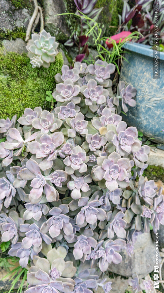 紫色花卉盆栽景观
