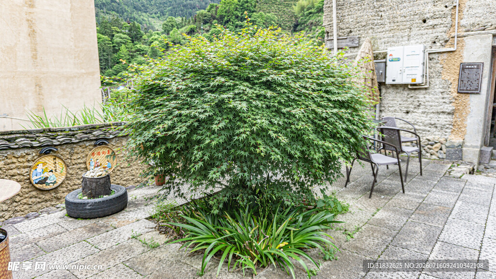 庭院绿植景观 静谧角落