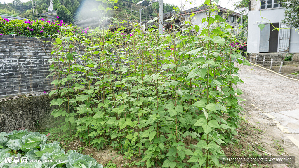 乡村绿植环绕的宁静小道