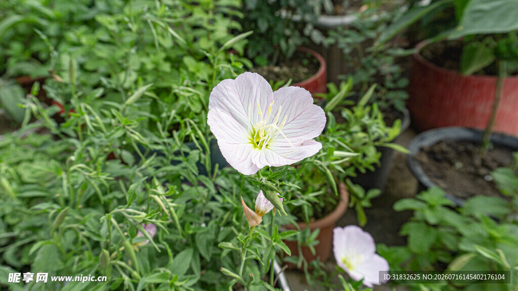 绿叶丛中的白色牵牛花