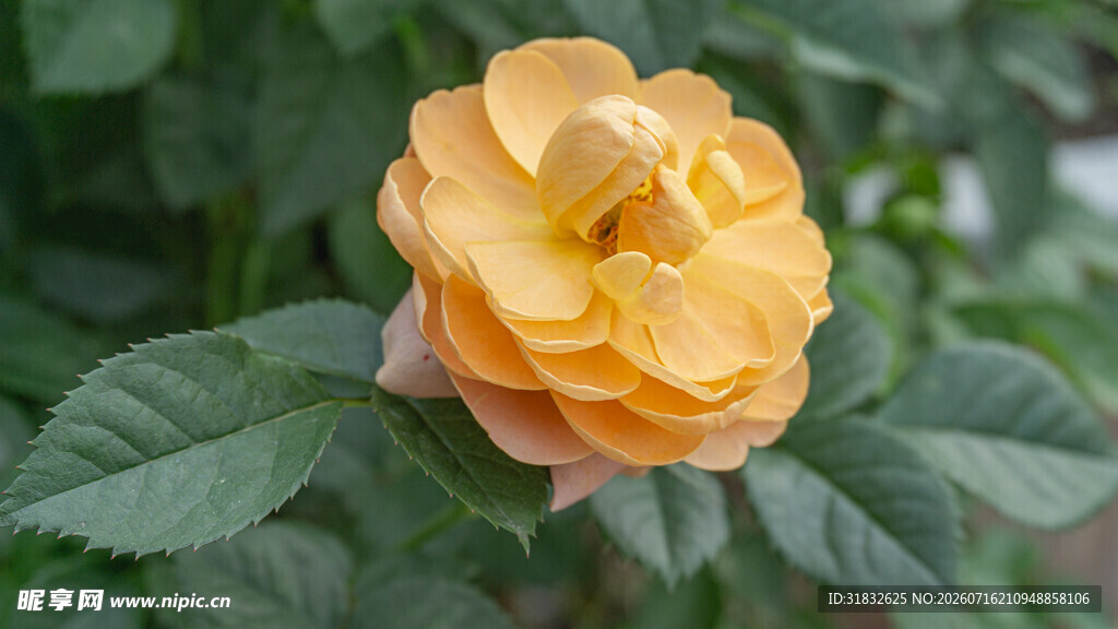 黄色娇艳月季花